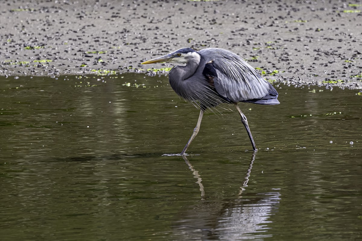 Great Blue Heron - ML644860186