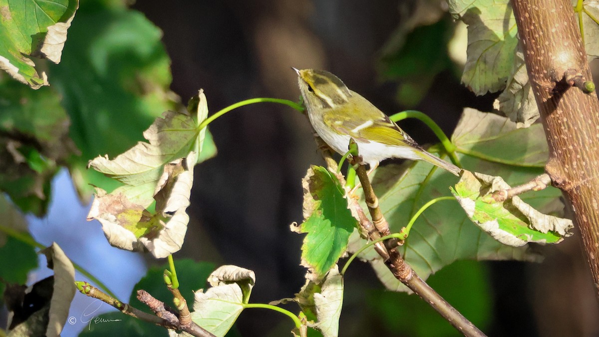 Pallas's Leaf Warbler - ML644860187