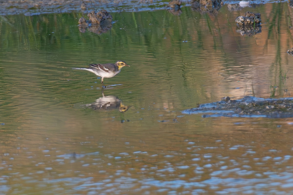 Citrine Wagtail - ML644860213