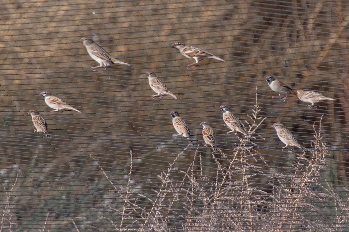 Dead Sea Sparrow - ML644860242