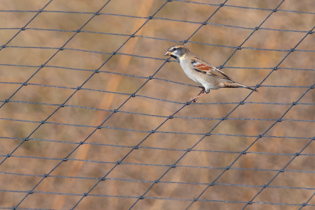 Dead Sea Sparrow - ML644860243