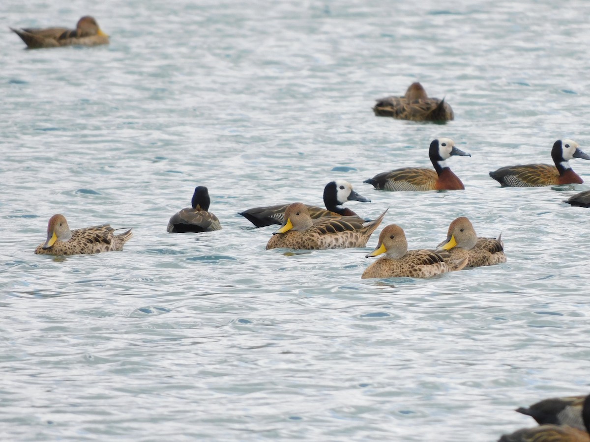 Шилохвіст жовтодзьобий - ML644860265