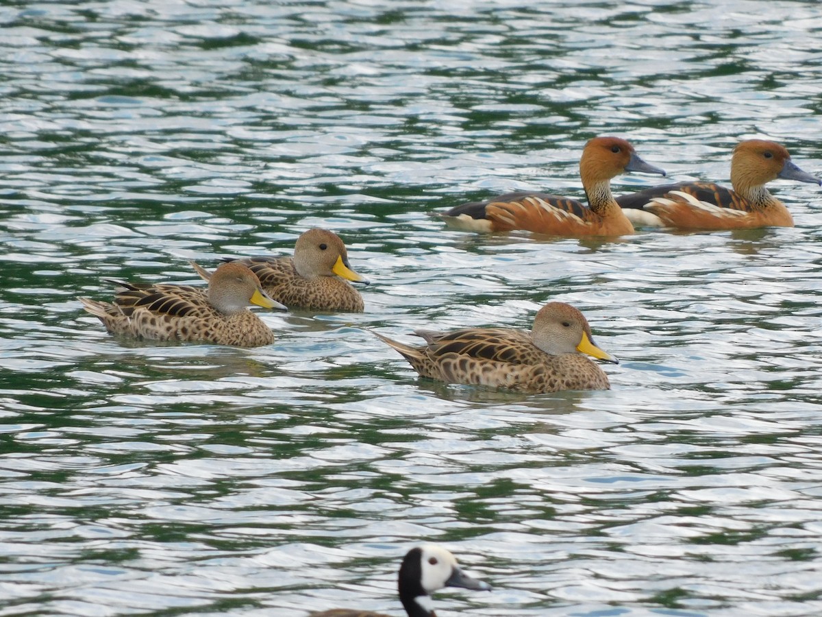 Шилохвіст жовтодзьобий - ML644860271