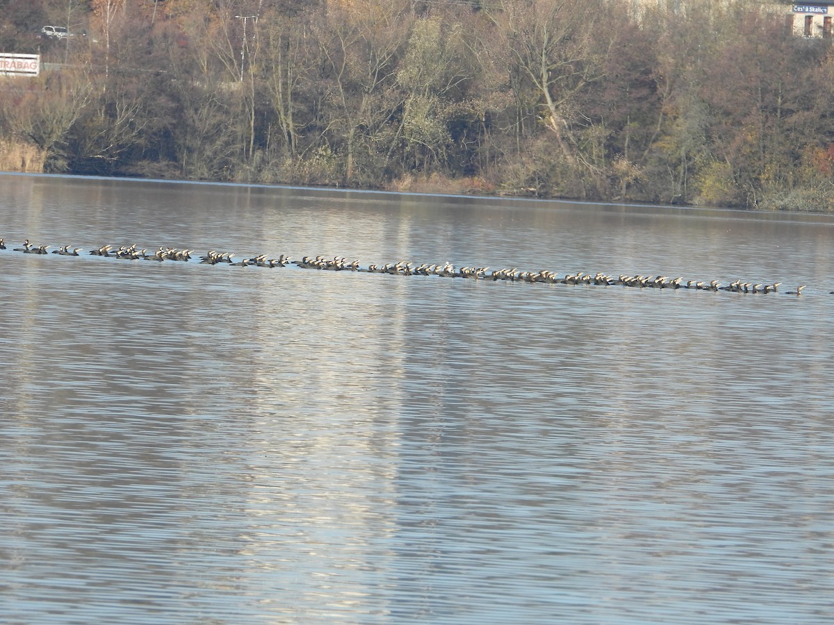 kormorán velký - ML644860353