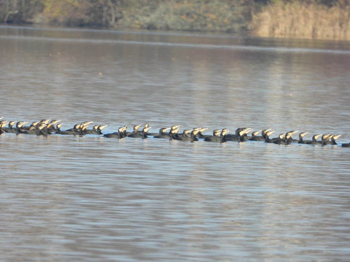 kormorán velký - ML644860354