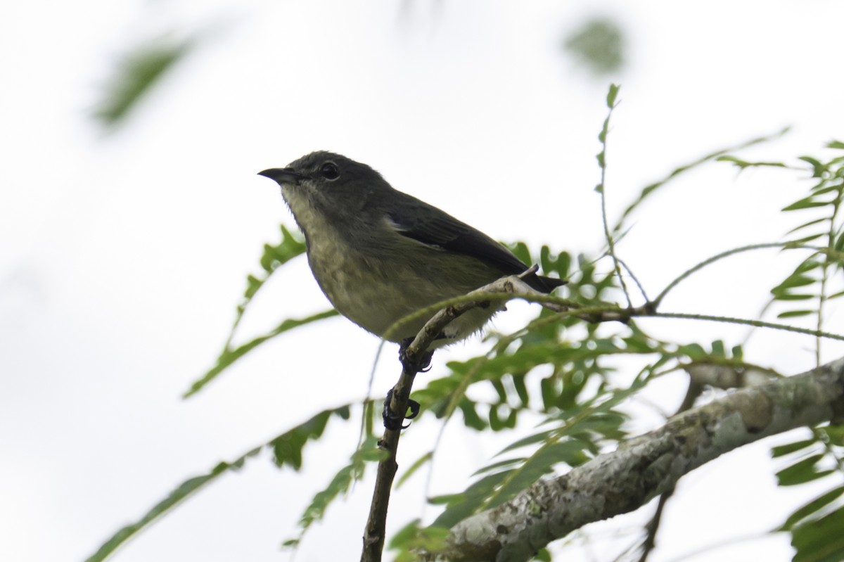 Cambodian Flowerpecker - ML644860369