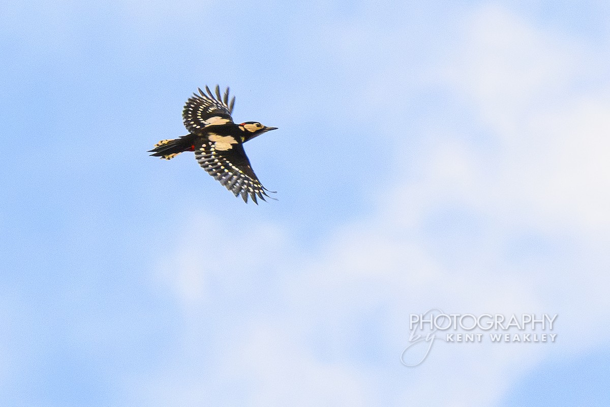 Great Spotted Woodpecker (Great Spotted) - ML644860373