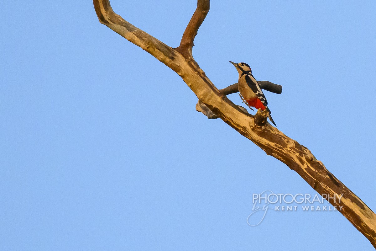 Great Spotted Woodpecker (Great Spotted) - ML644860374
