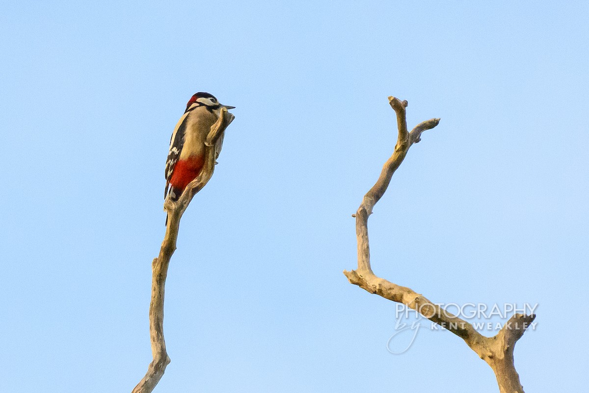 Great Spotted Woodpecker (Great Spotted) - ML644860377