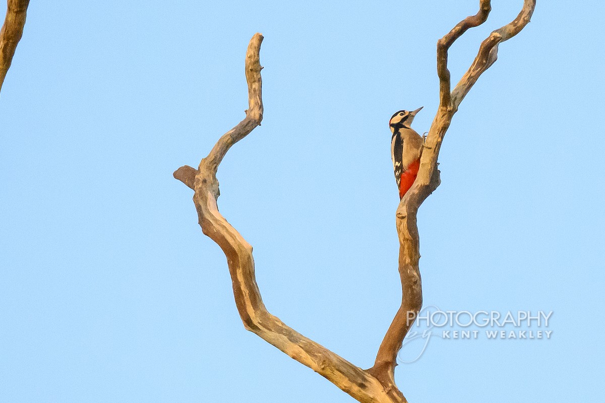 Great Spotted Woodpecker (Great Spotted) - ML644860381