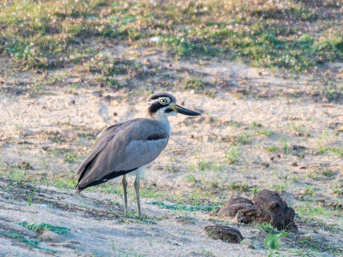 Grand Oedicnème - ML644860393