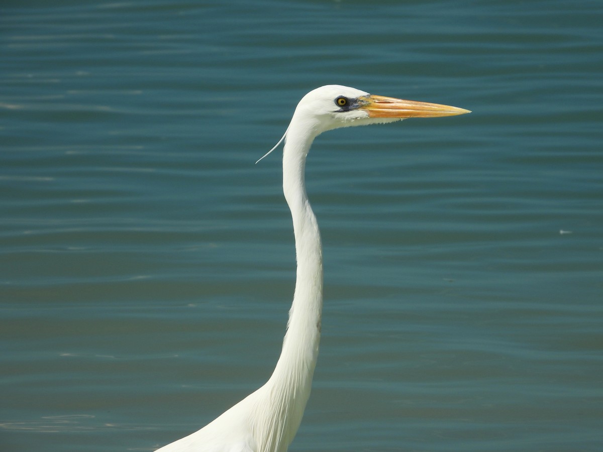 Great Blue Heron (Great White) - ML644860403