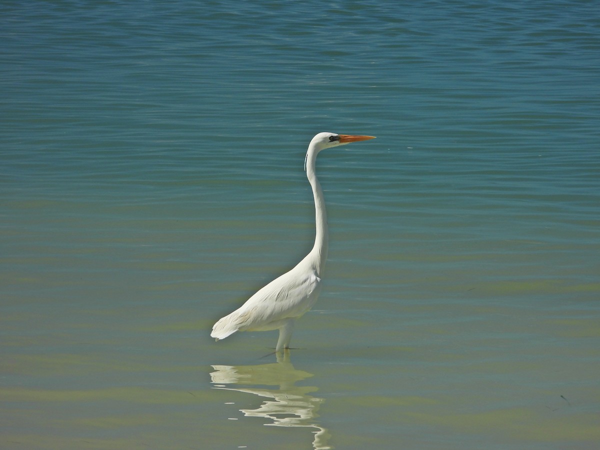 Great Blue Heron (Great White) - ML644860404