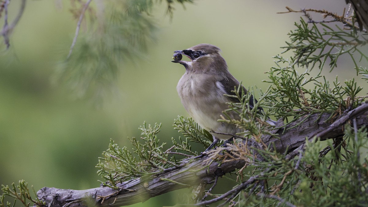 Cedar Waxwing - ML644860406