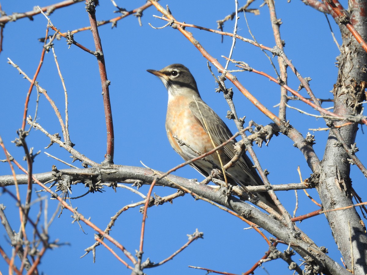 American Robin - ML644860414