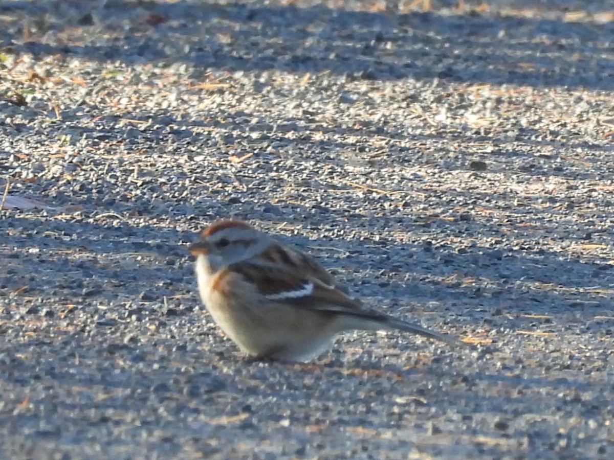 Пасовник північний - ML644860415