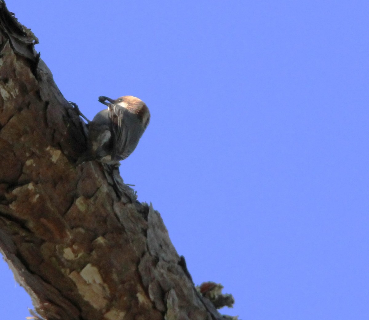 Sittelle à tête brune - ML644860419
