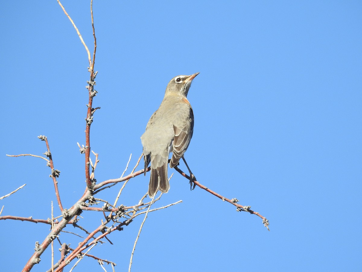 American Robin - ML644860426