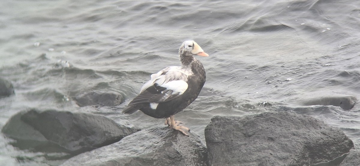 Spectacled Eider - ML644860439
