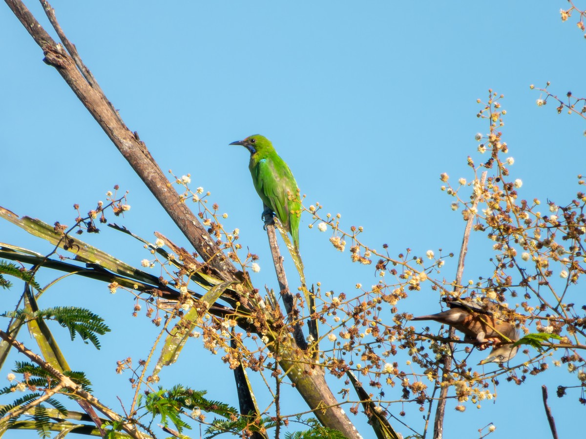 Golden-fronted Leafbird - ML644860445