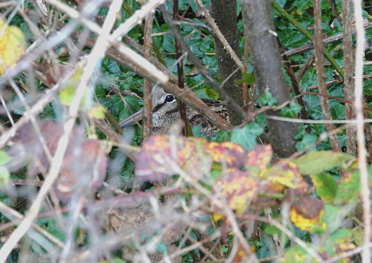 Oilagor eurasiarra - ML644860454