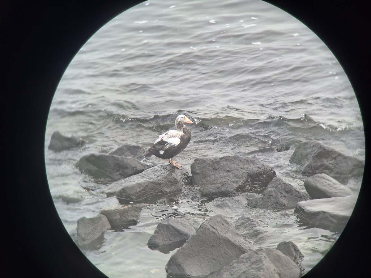 Spectacled Eider - ML644860460