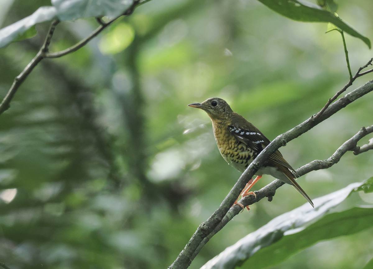 Fawn-breasted Thrush - ML644860465
