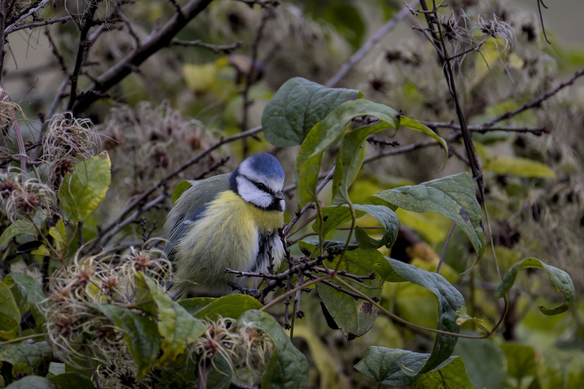 Herrerillo Común - ML644860466