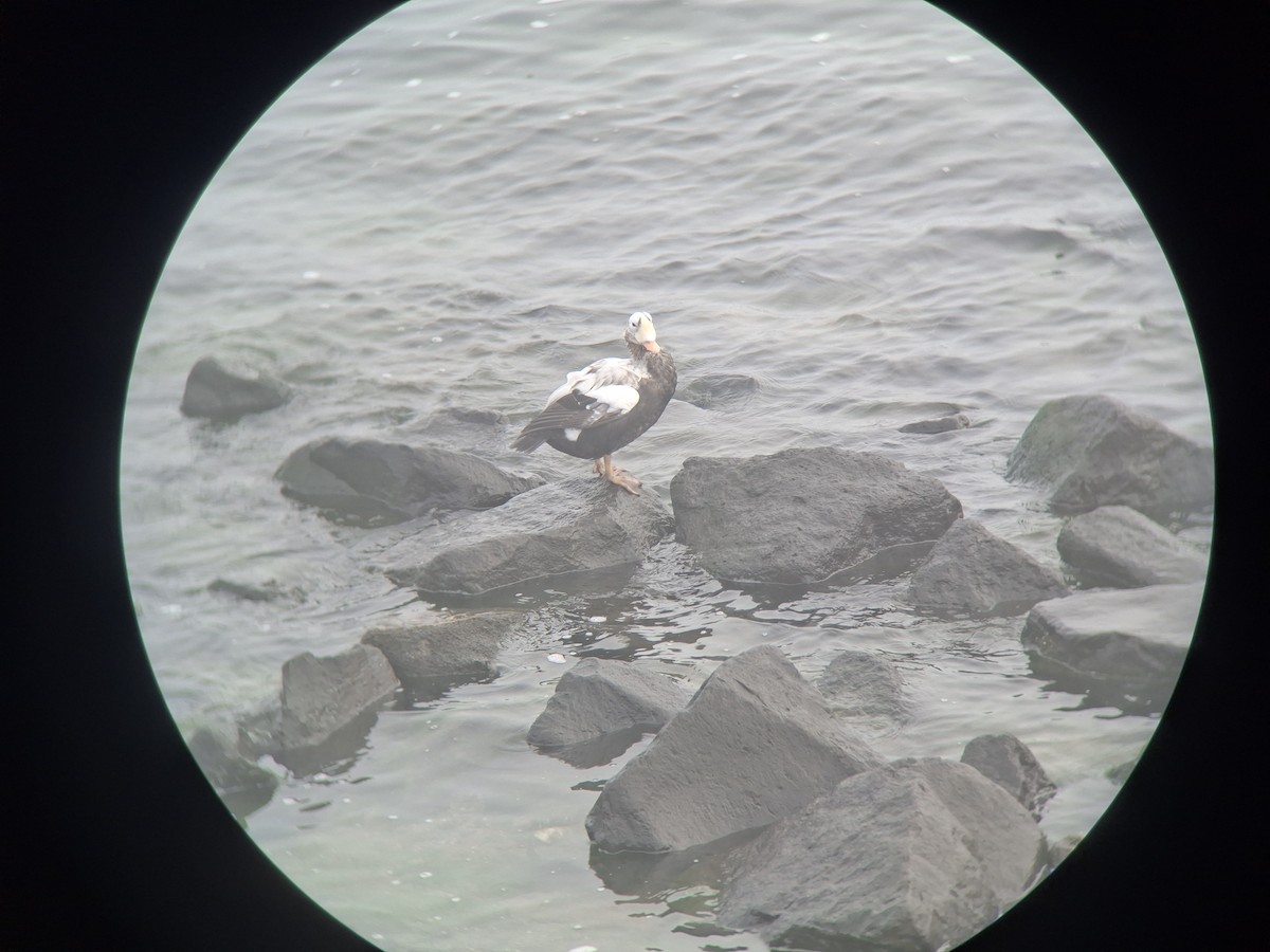 Spectacled Eider - ML644860486