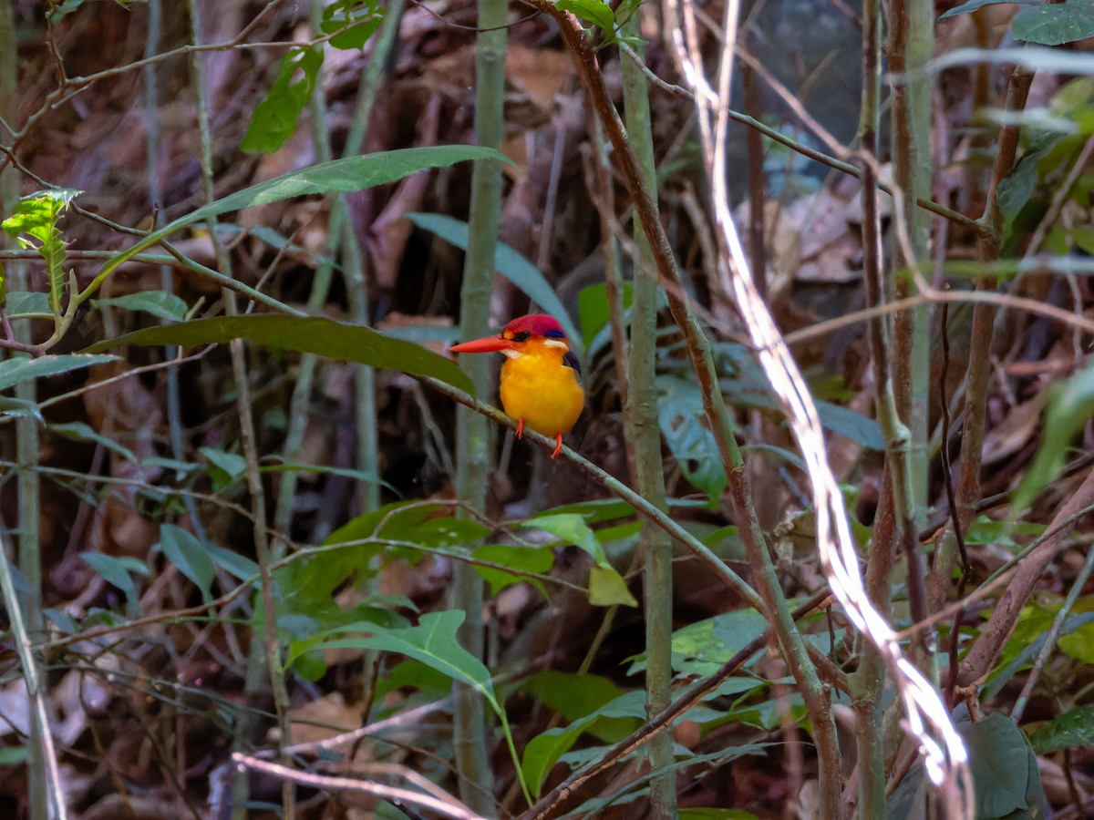 Black-backed Dwarf-Kingfisher - ML644860490