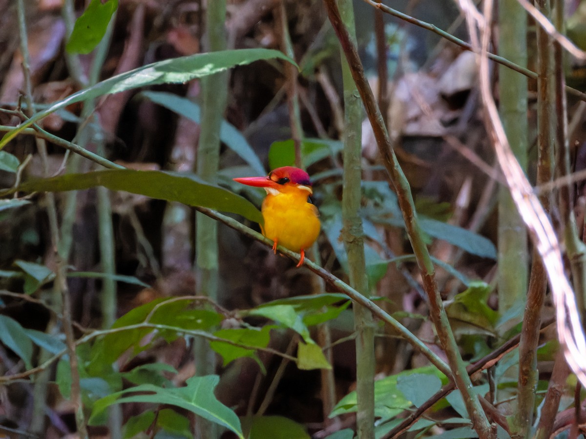 Black-backed Dwarf-Kingfisher - ML644860491