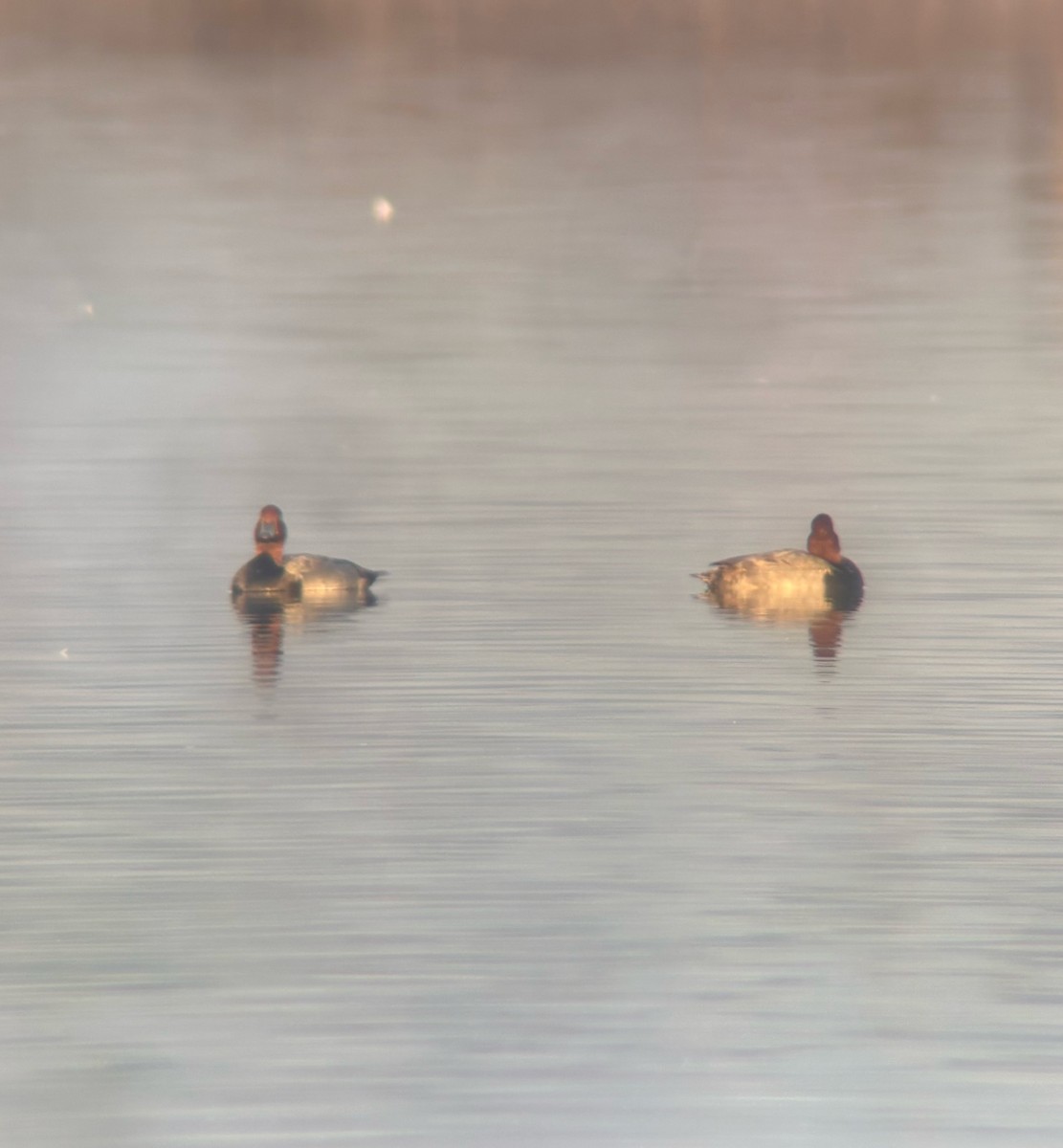 Fuligule à tête rouge - ML644860492