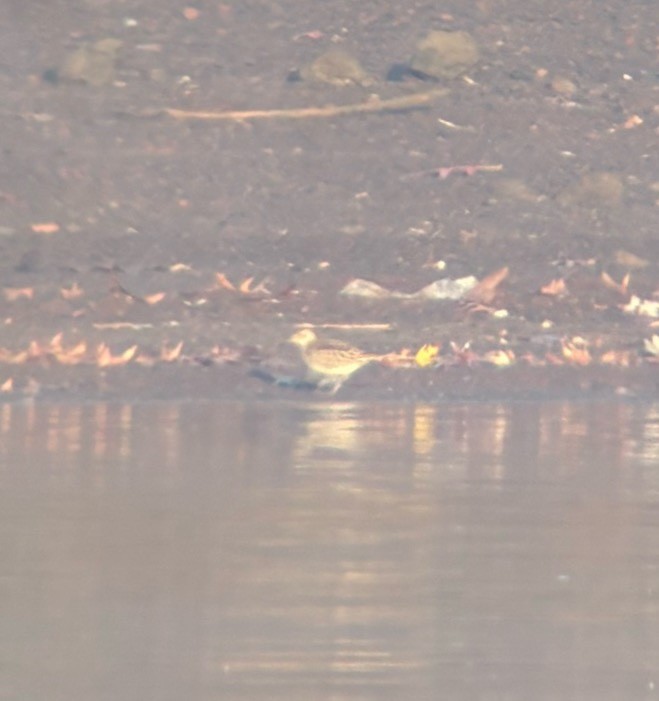 Bécasseau à poitrine cendrée - ML644860499