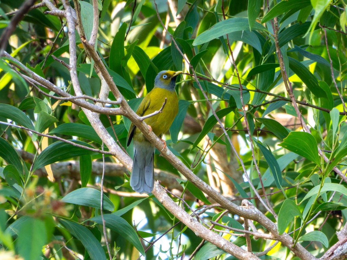 Gray-headed Bulbul - ML644860501