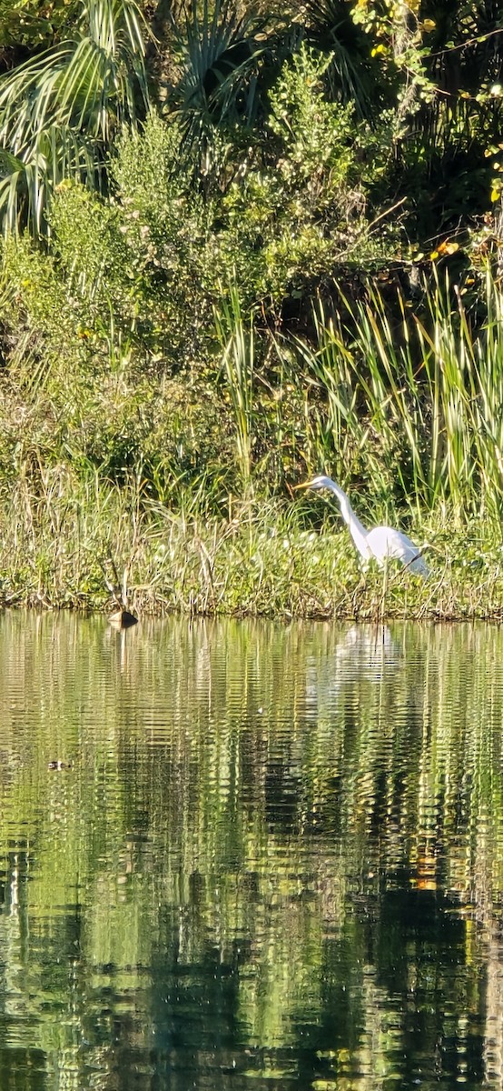 Great Egret - ML644860503