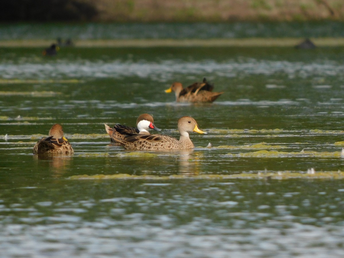 Шилохвіст жовтодзьобий - ML644860515