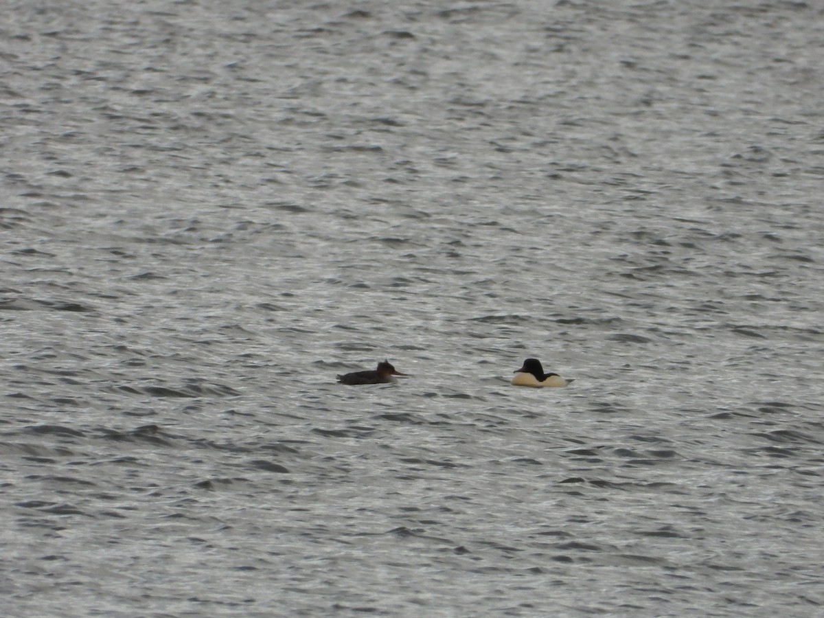 ウミアイサ - ML644860545