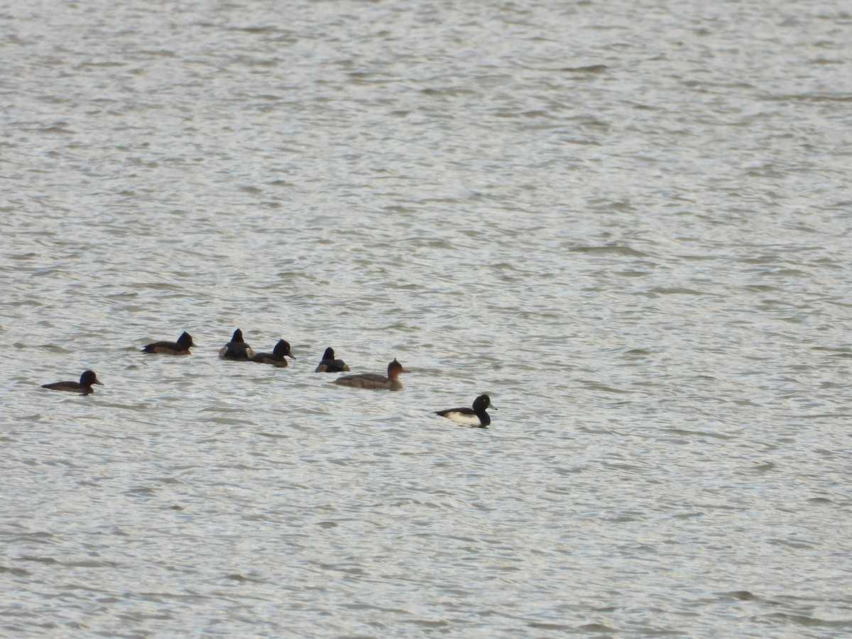 ウミアイサ - ML644860546