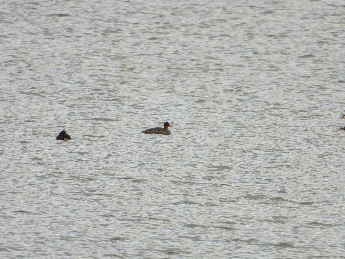 ウミアイサ - ML644860547