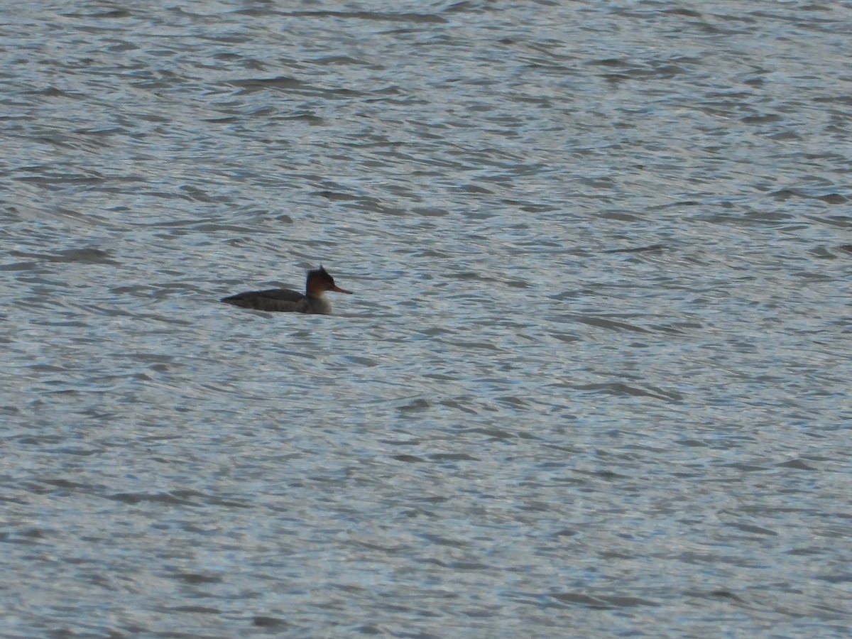 ウミアイサ - ML644860548