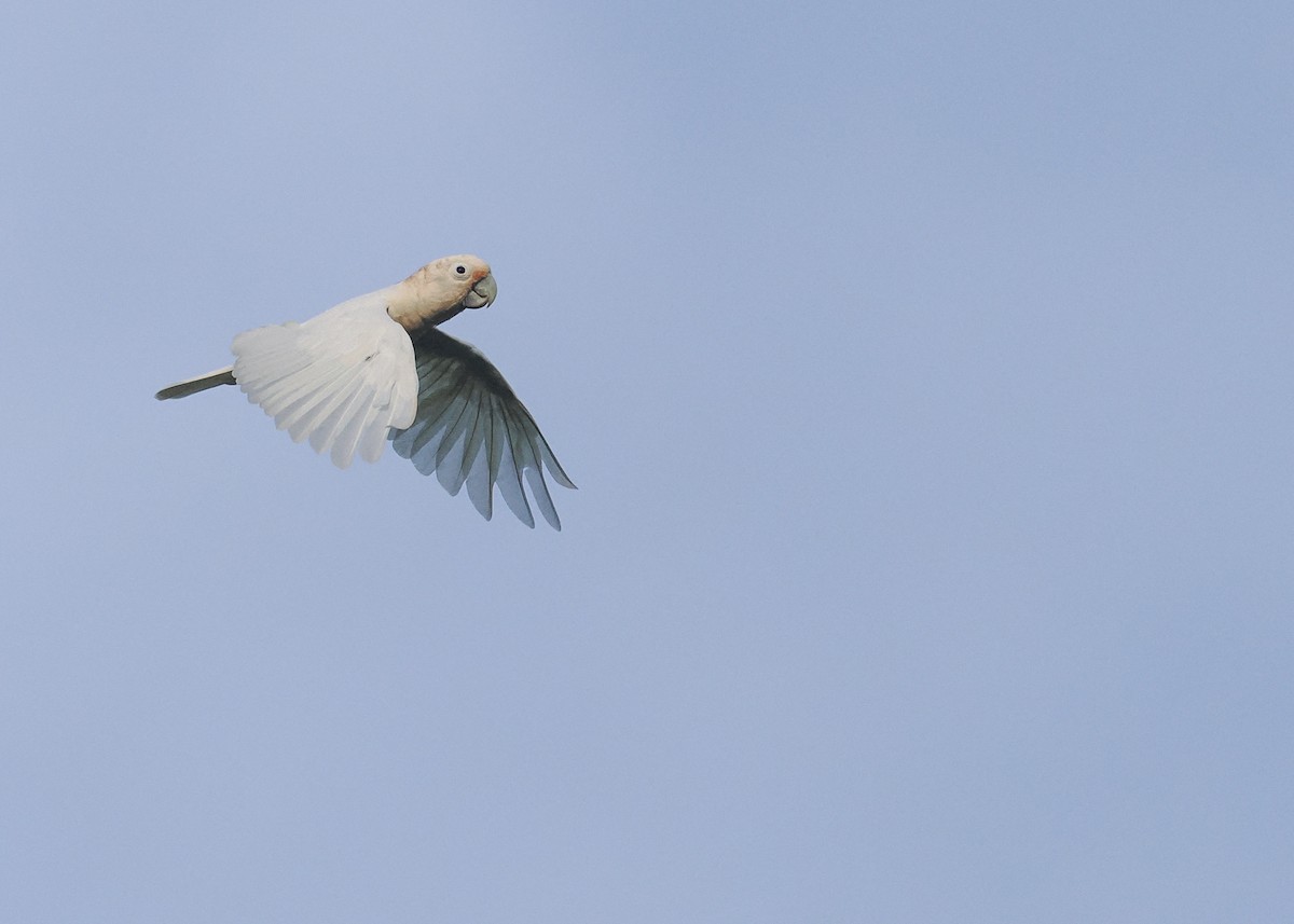 Tanimbar Corella - ML644860549