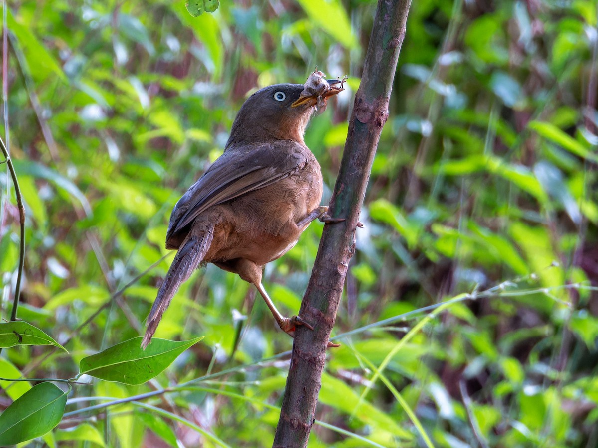 Kızıl Yedikardeş - ML644860552