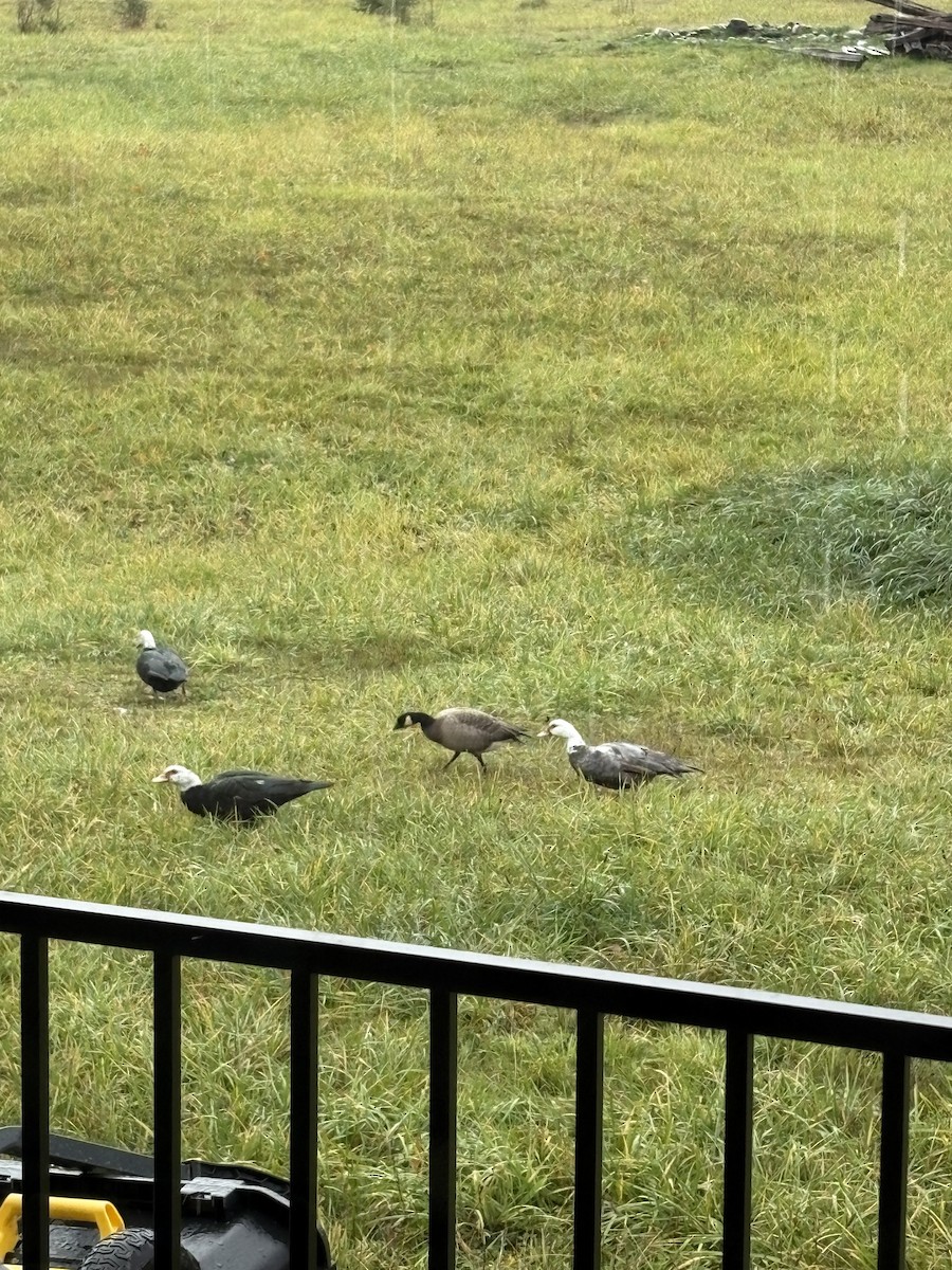 小加拿大雁 - ML644860572