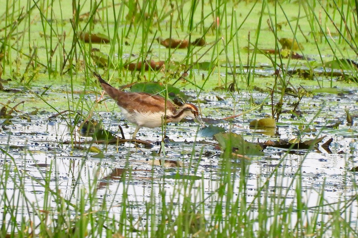 Pheasant-tailed Jacana - ML644860583