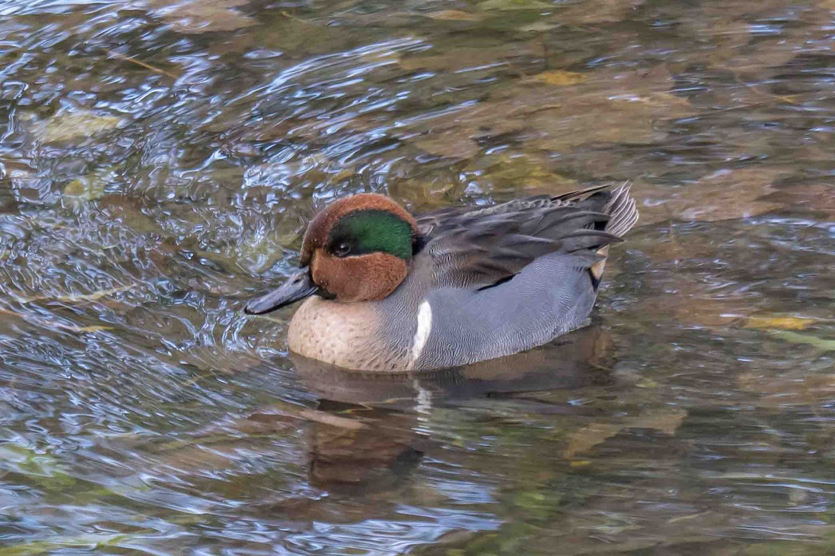 krikkand - ML644860587