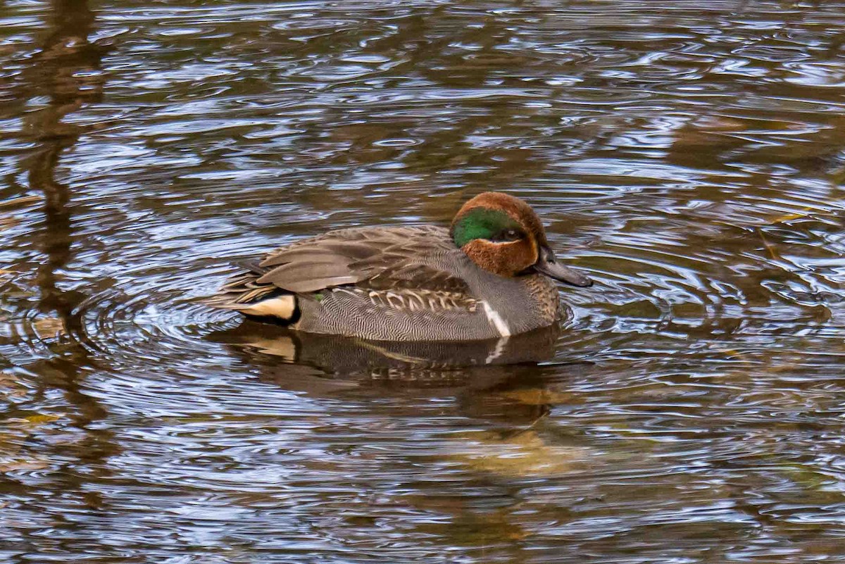 krikkand - ML644860588