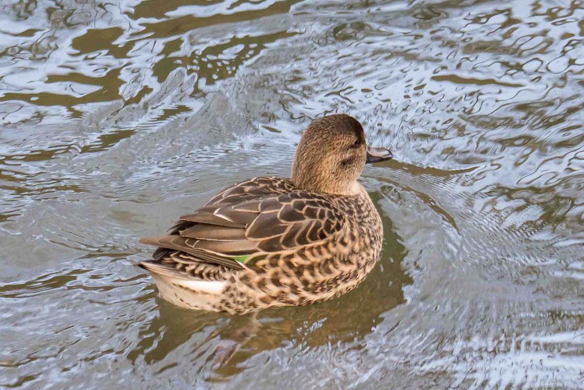 krikkand - ML644860589