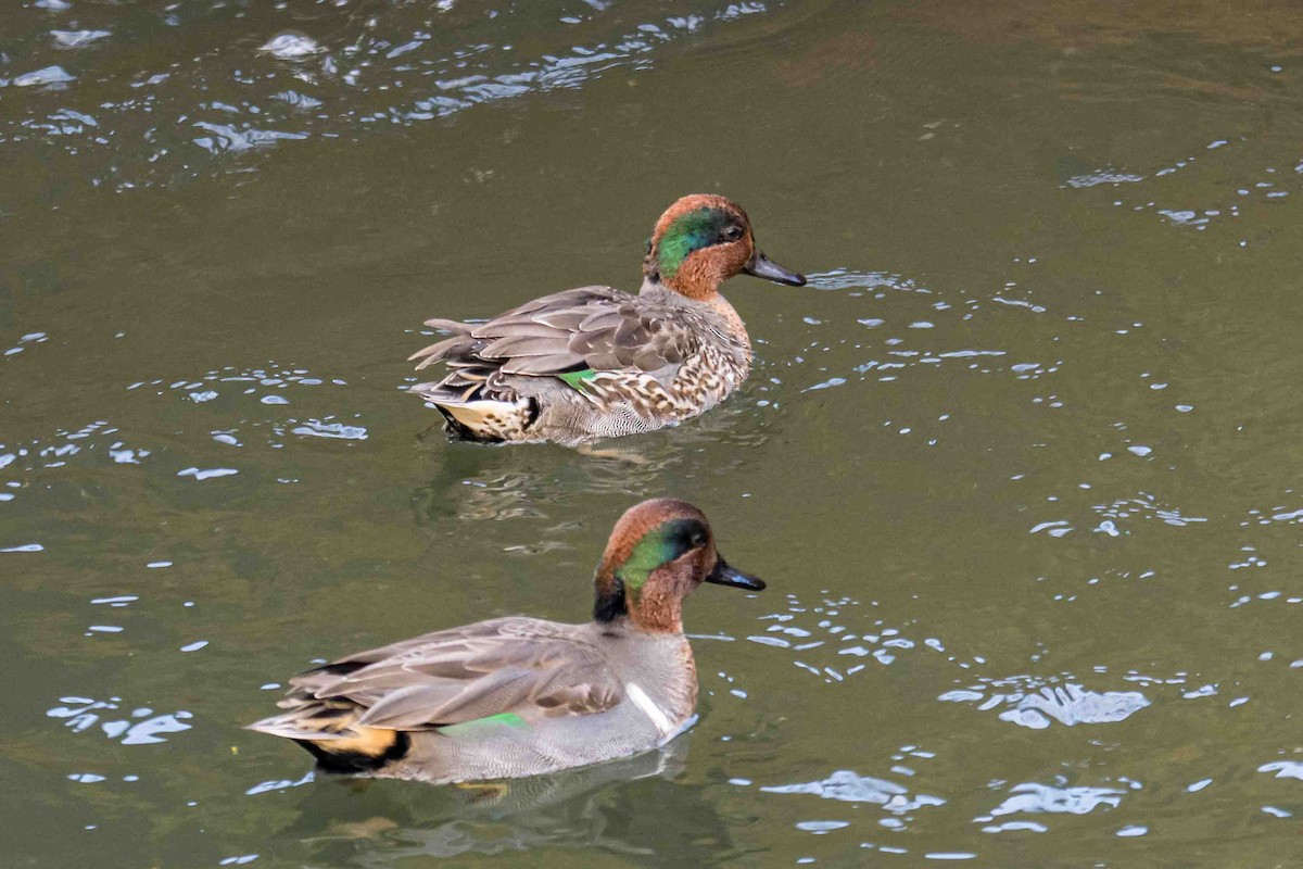 krikkand - ML644860590