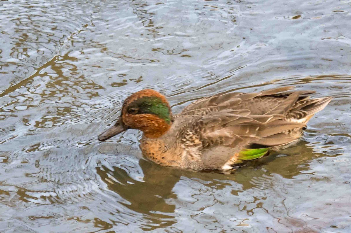 krikkand - ML644860591