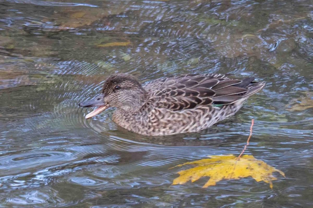 krikkand - ML644860592